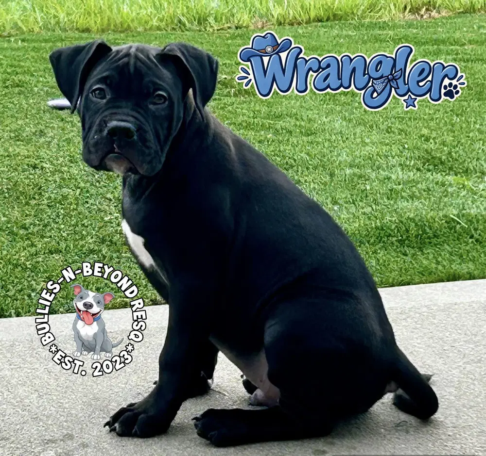Wrangler - Boxer