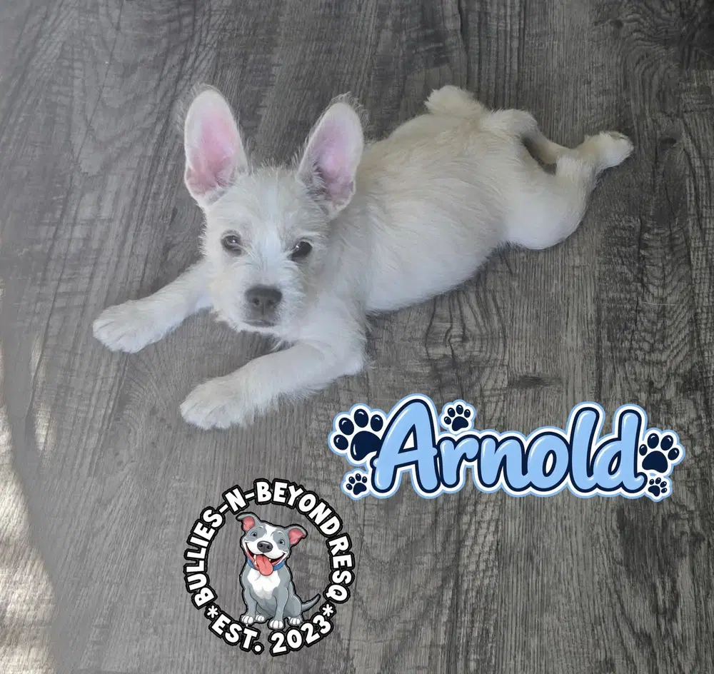 Arnold