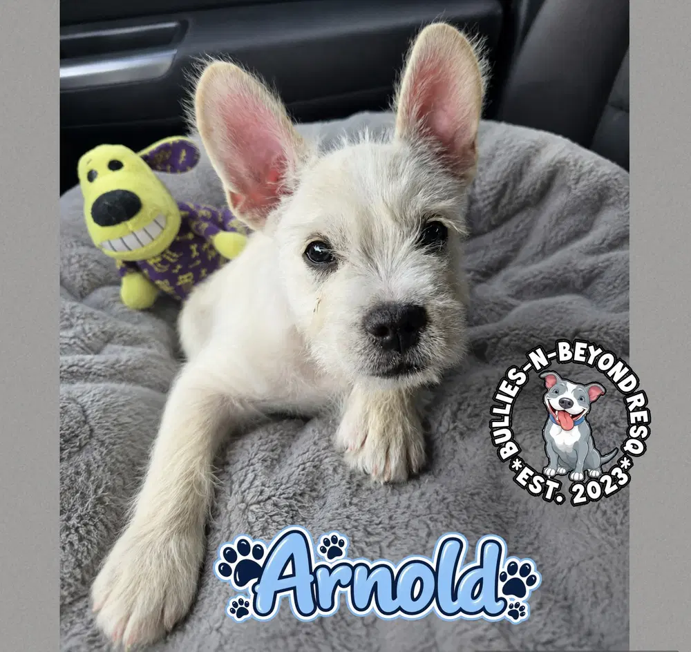 Arnold image 2
