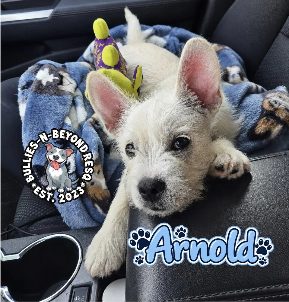 Arnold image 3