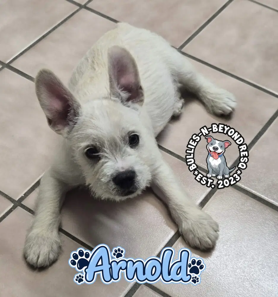 Arnold image 4