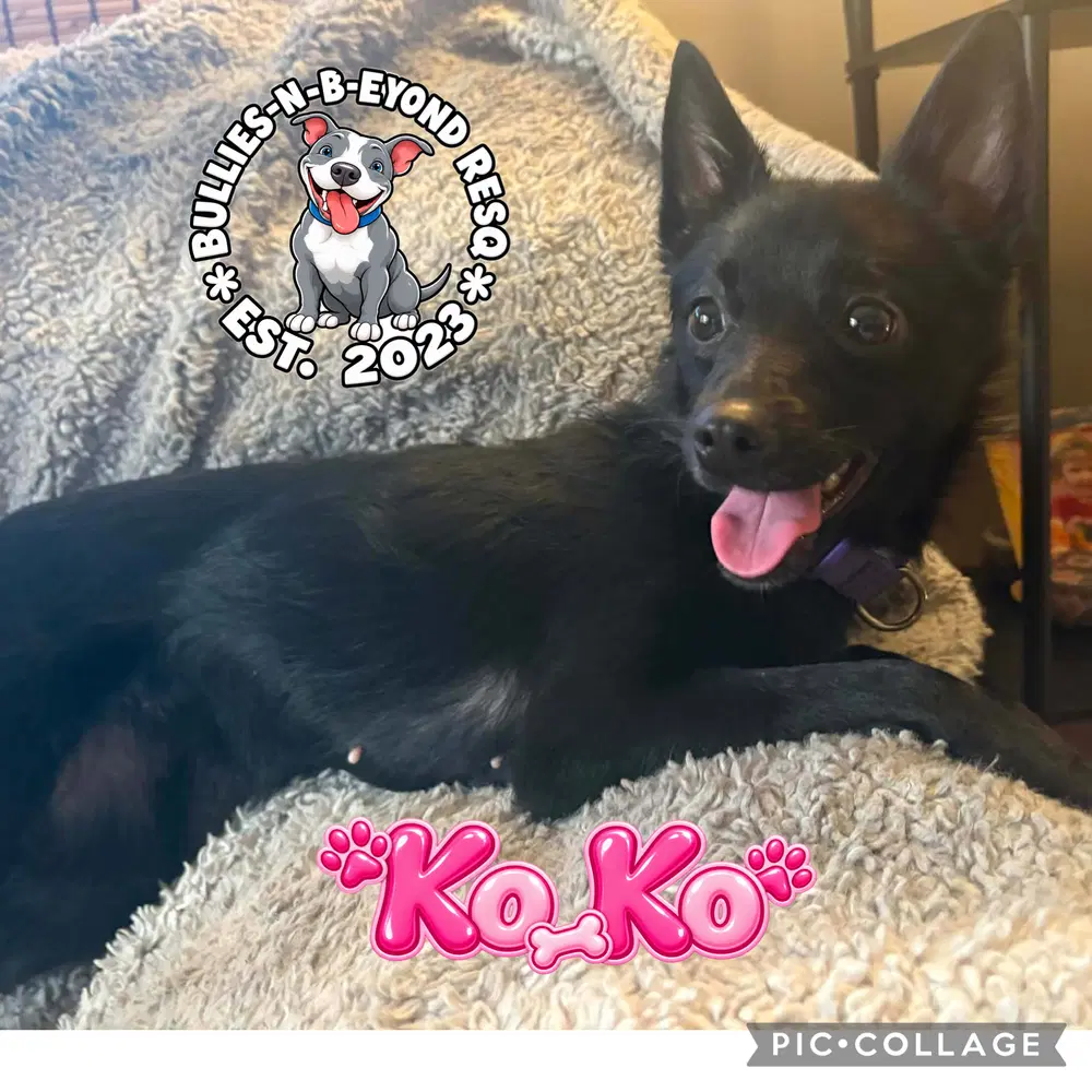 Ko Ko image 3