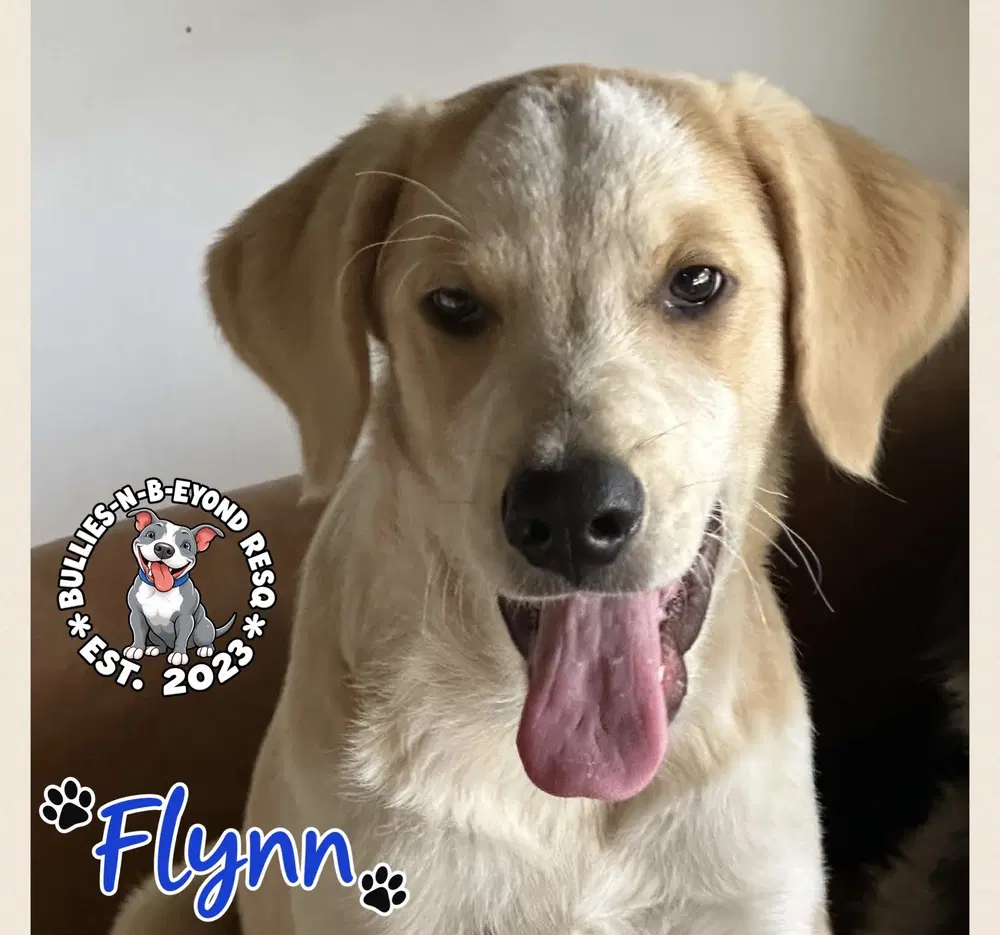 Flynn image 2