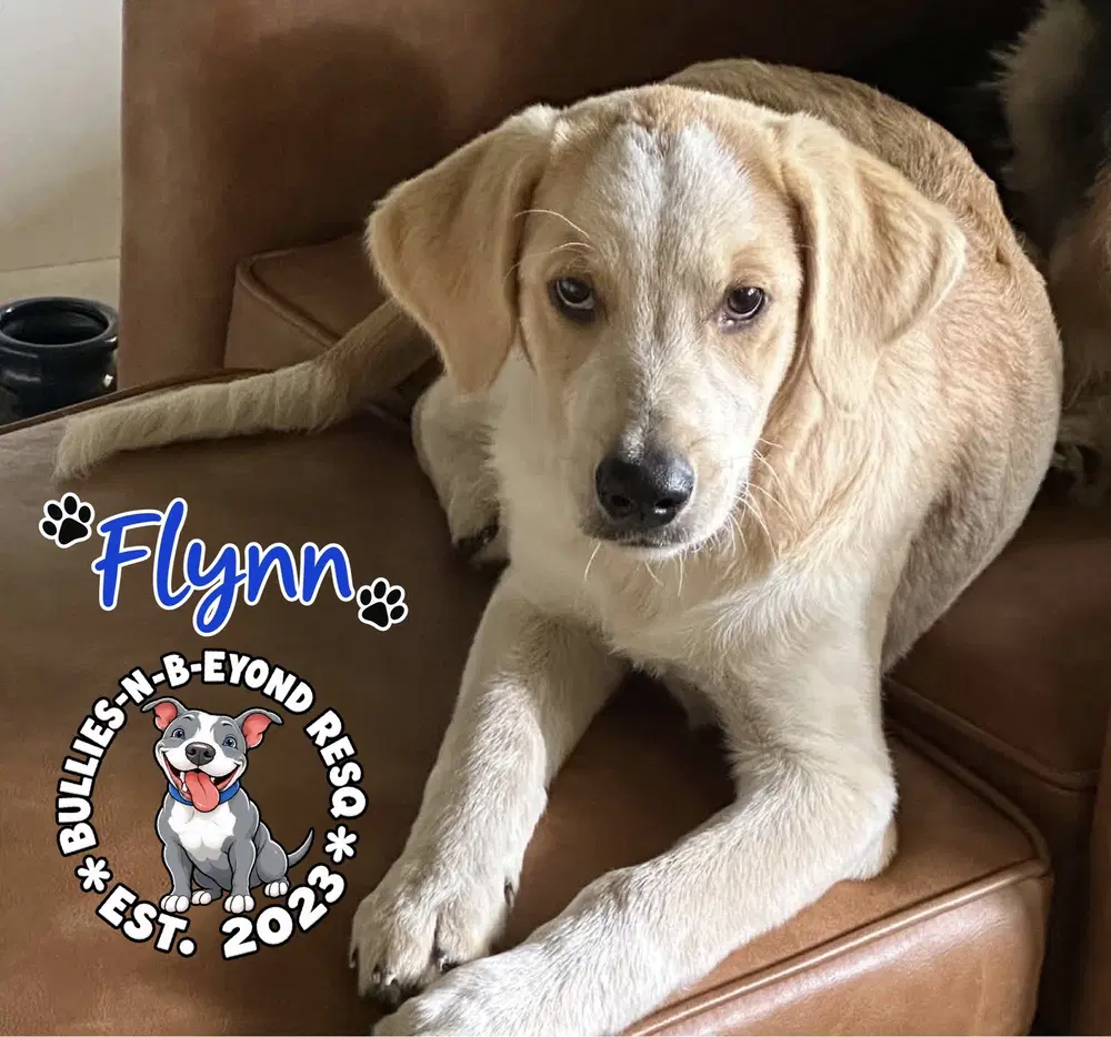 Flynn image 3