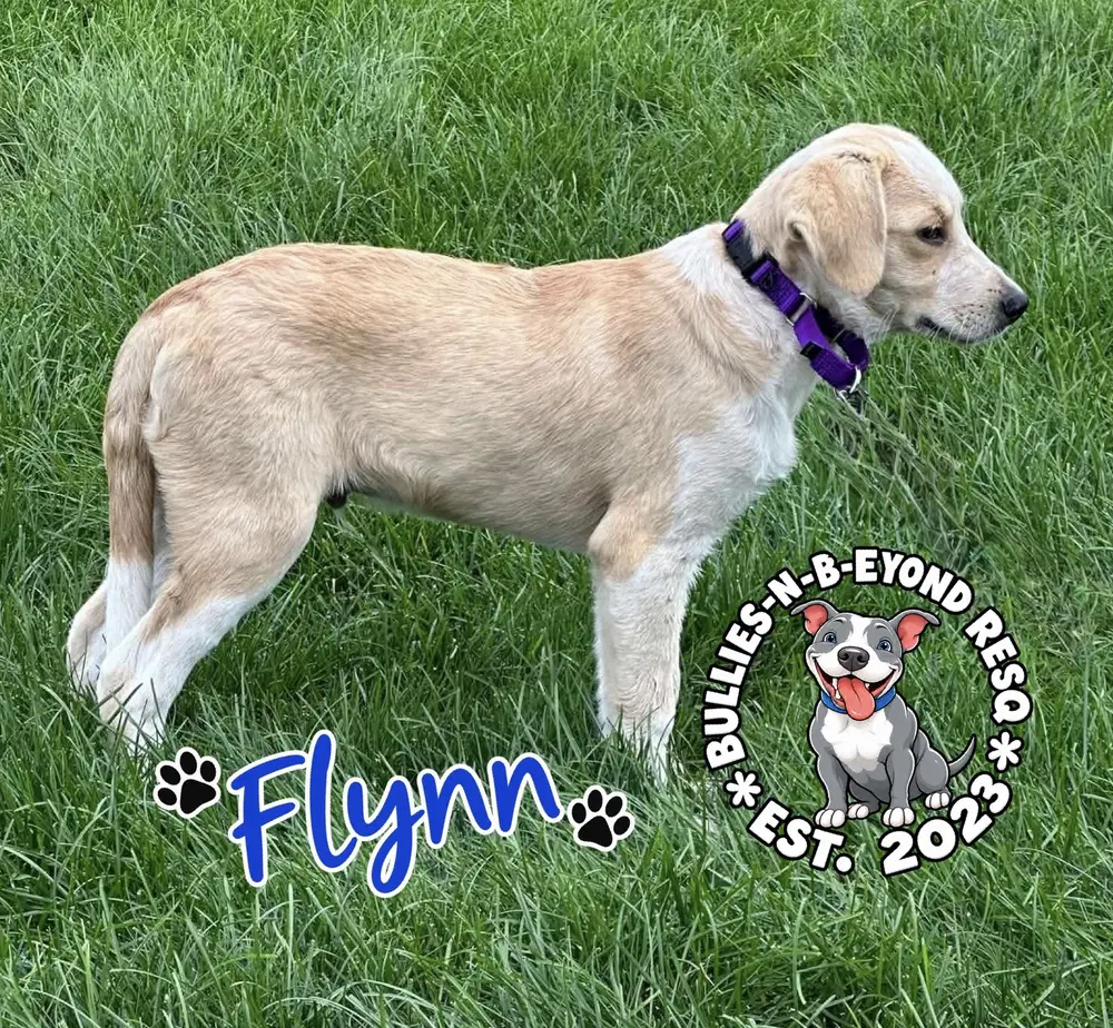 Flynn image 4