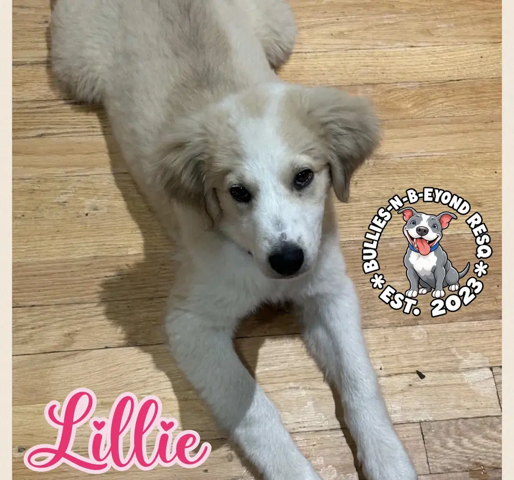Lillie - Great Pyrenees