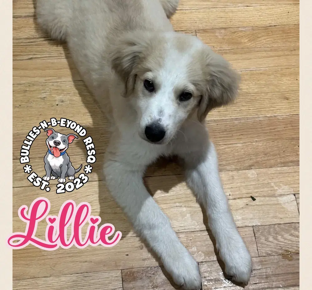 Lillie image 2