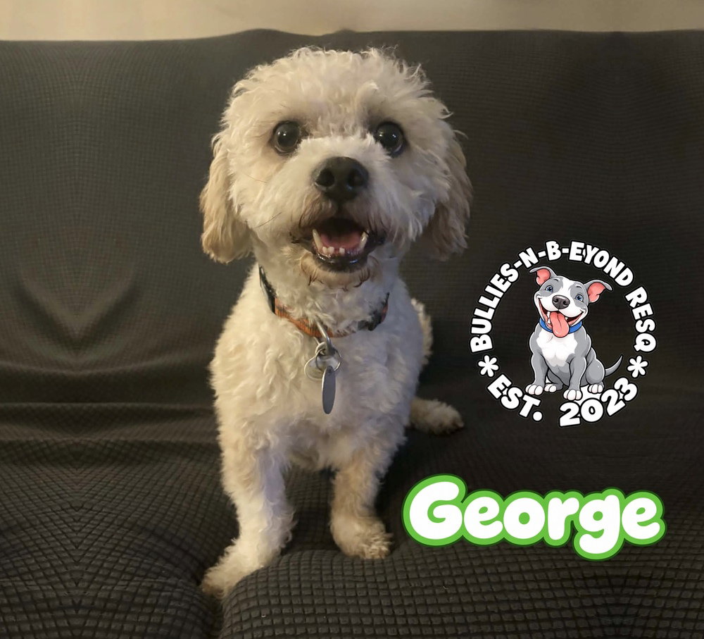 George, Terrier