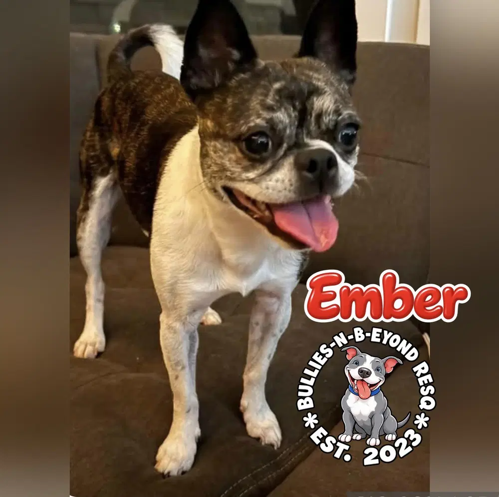 Ember image 2