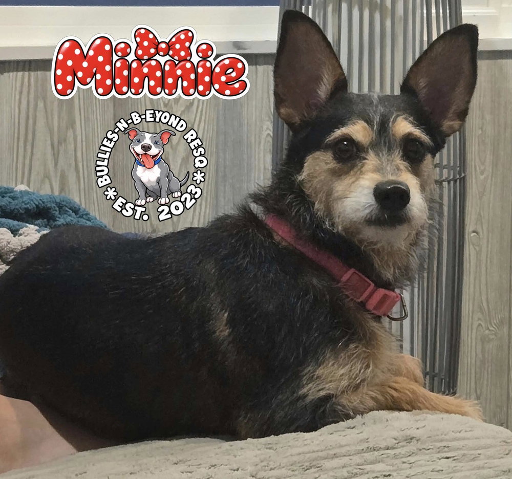 Minnie, Dachshund