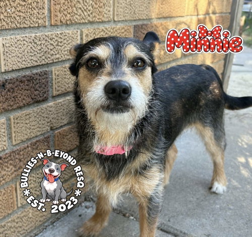 Minnie, a dog for adoption from Bullies-N-Beyond ResQ Inc