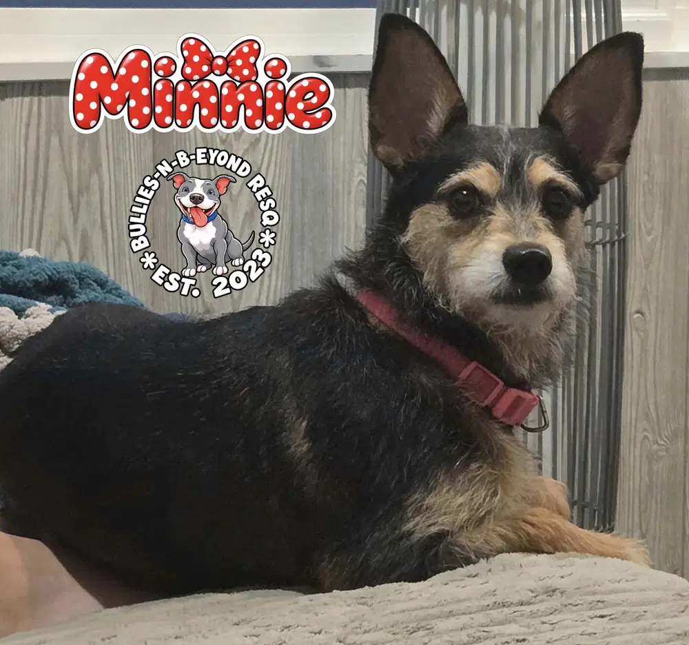 Minnie image 4
