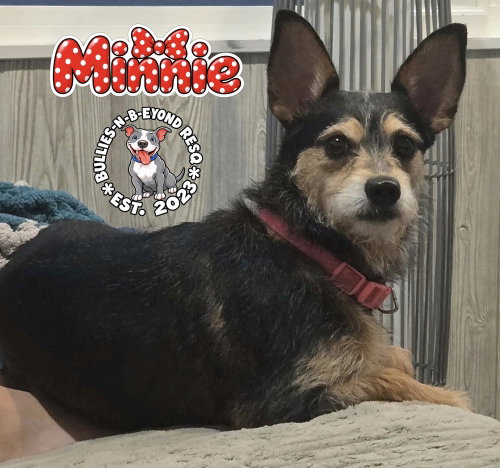 Photo 4 of Minnie