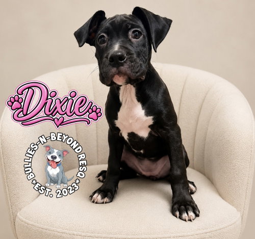 Photo 2 of Dixie