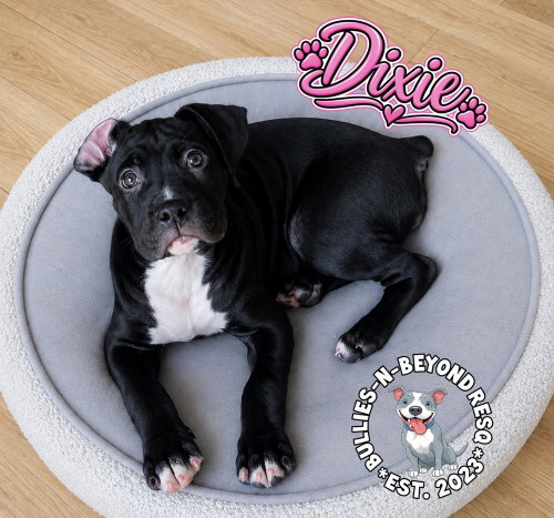 Photo 4 of Dixie