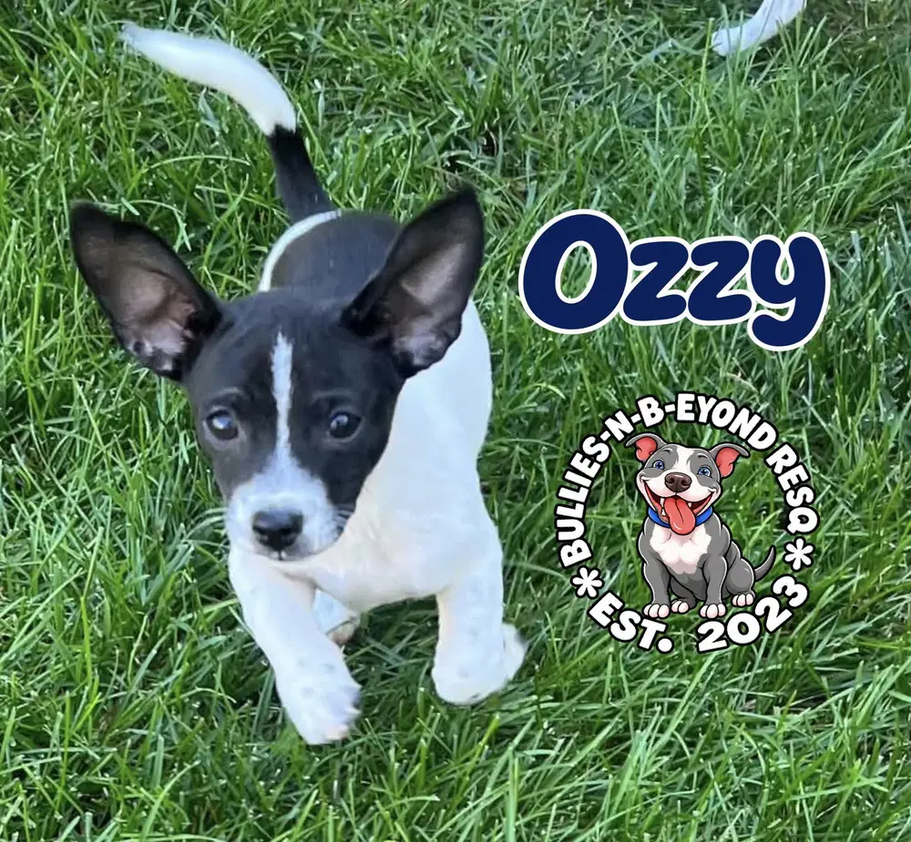 Ozzy - Shih Tzu