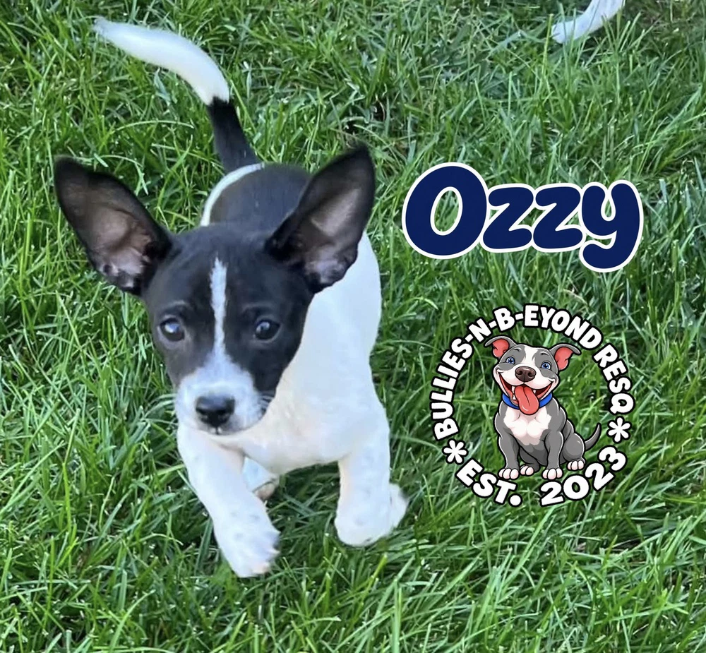 Ozzy