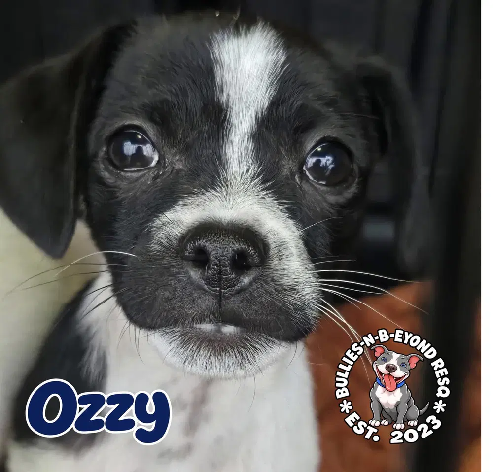 Ozzy image 2