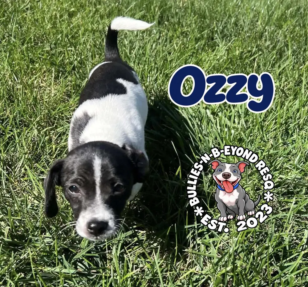 Ozzy image 3