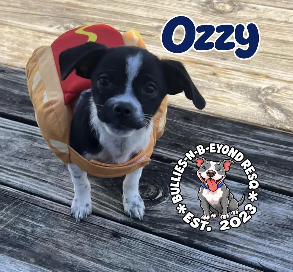 Ozzy image 4