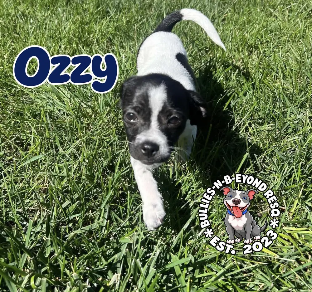 Ozzy - Shih Tzu