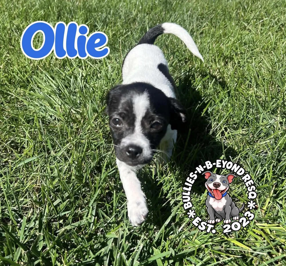 Ollie