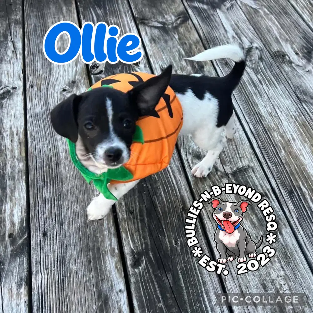 Ollie image 3