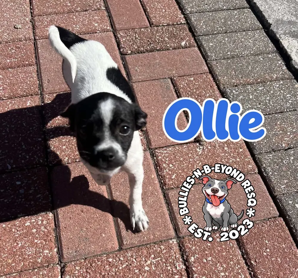 Ollie image 4