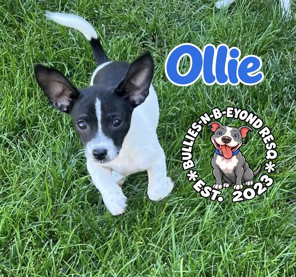 Ollie - Shih Tzu