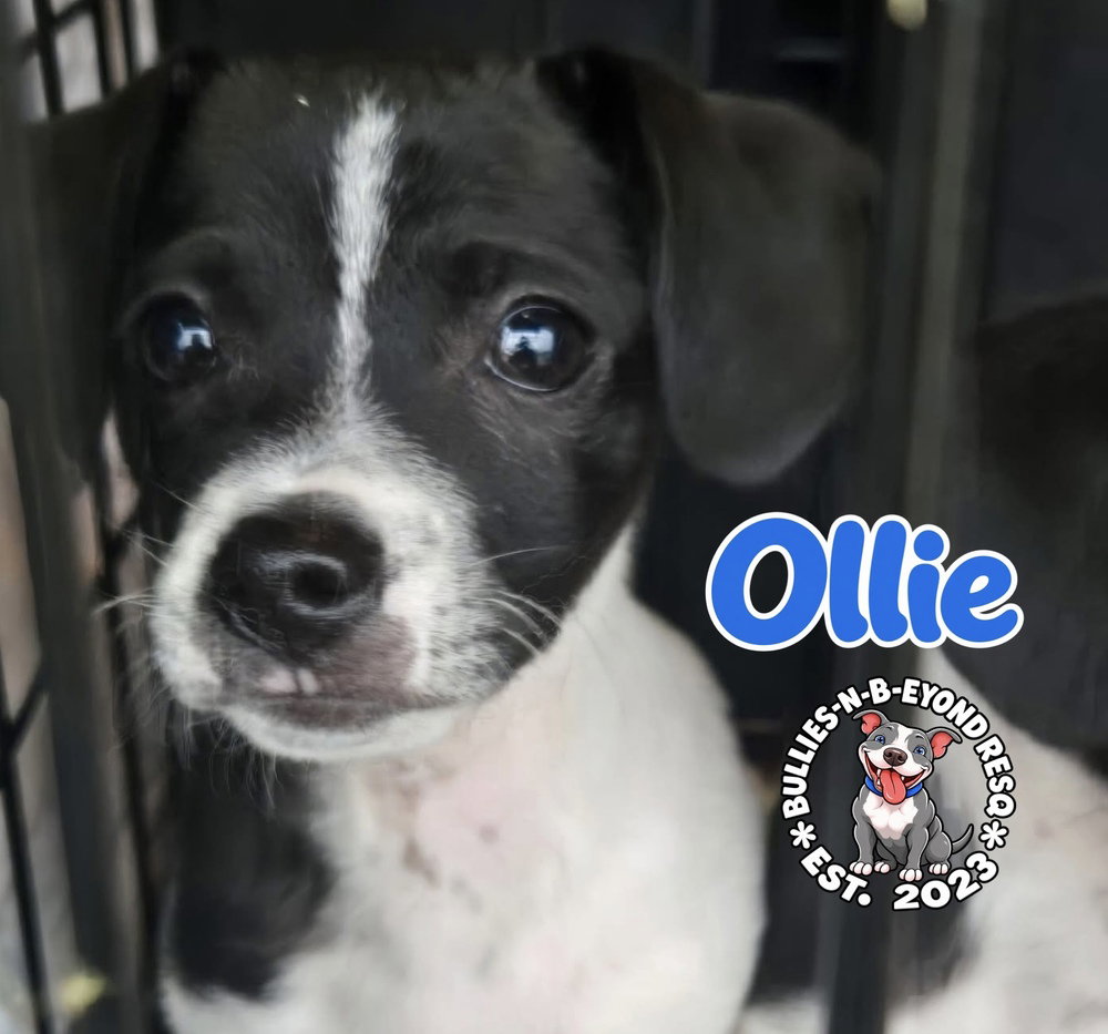 Ollie, photo 2