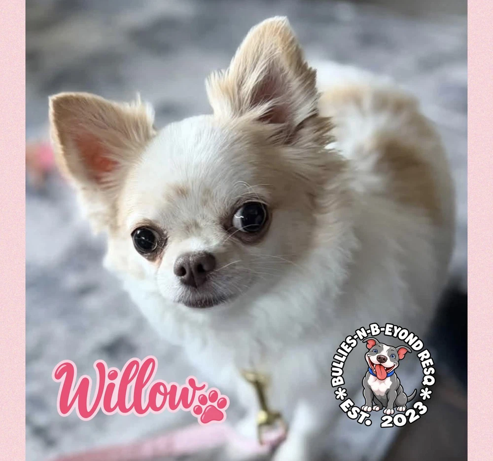 Willow