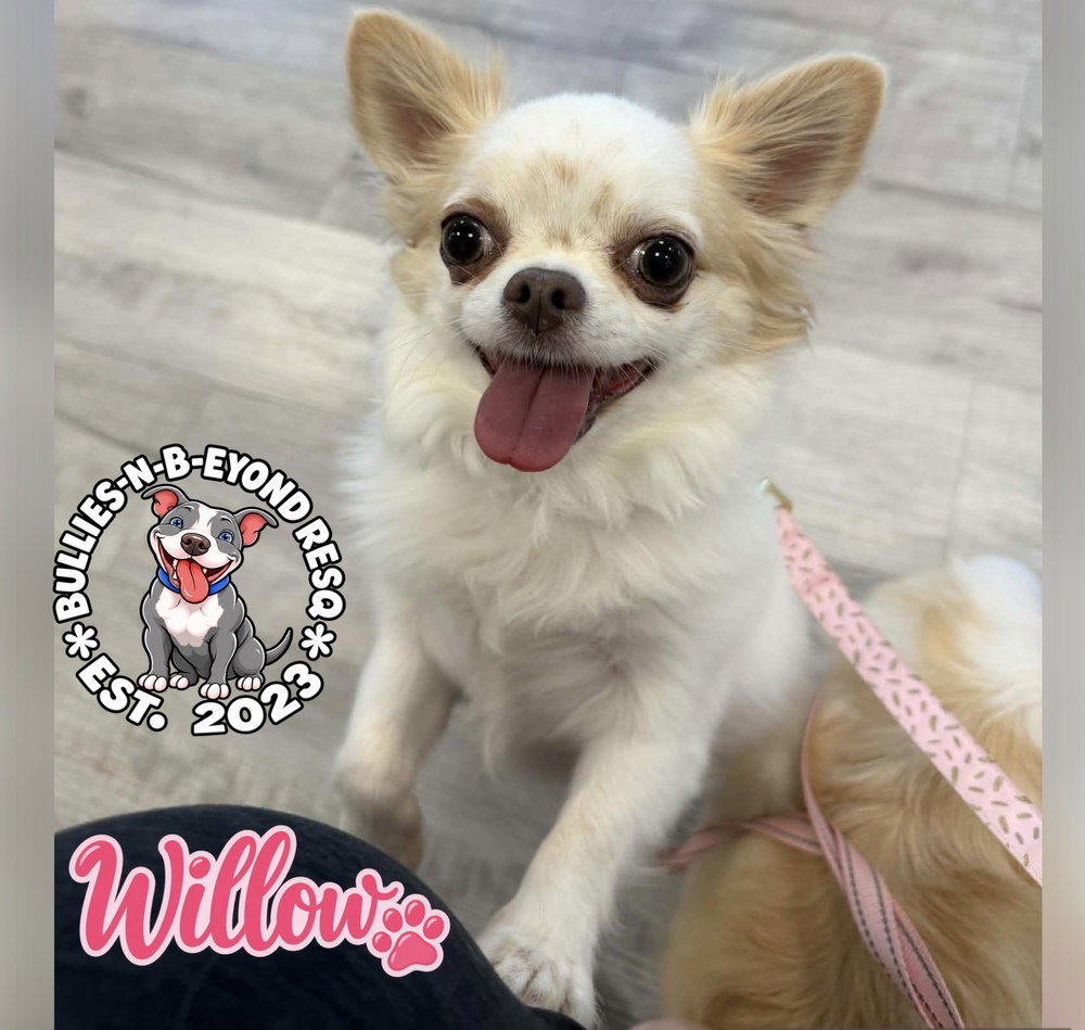 Willow