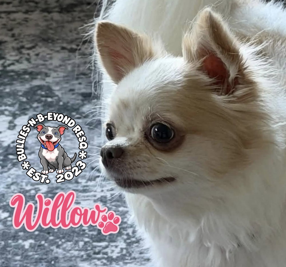 Willow, photo 3