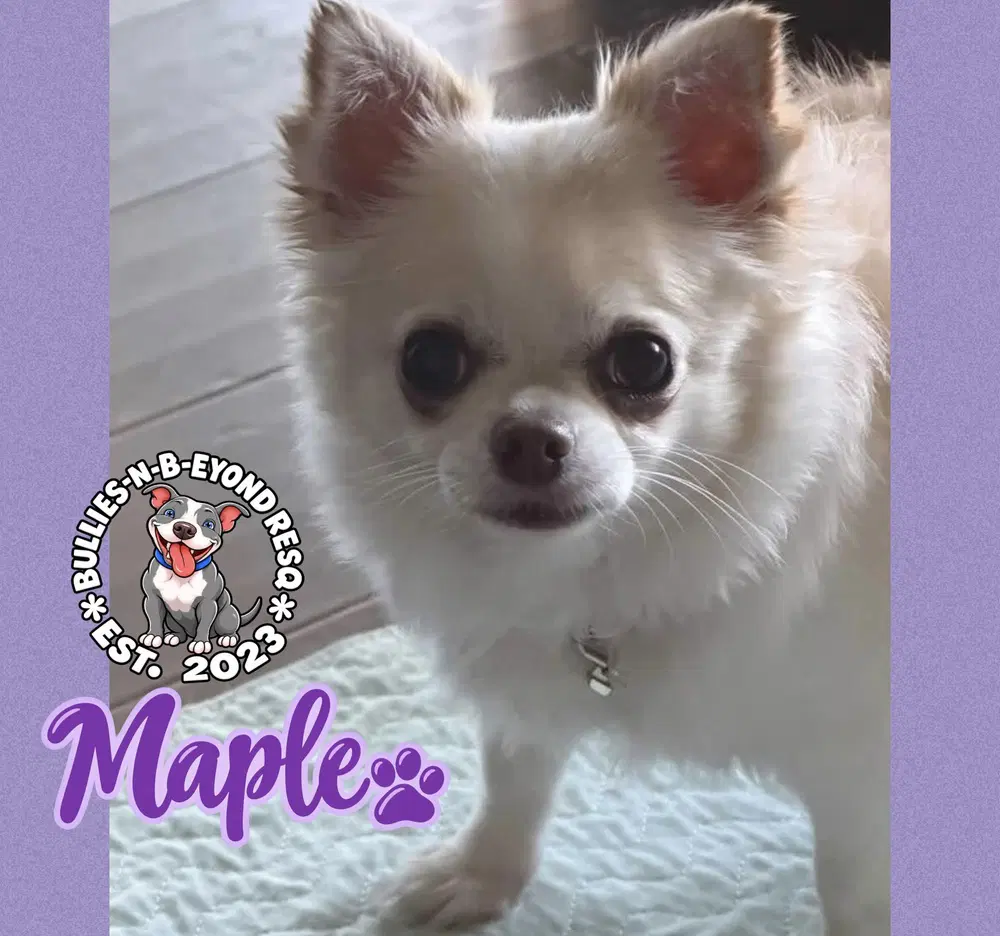 Maple - Chihuahua