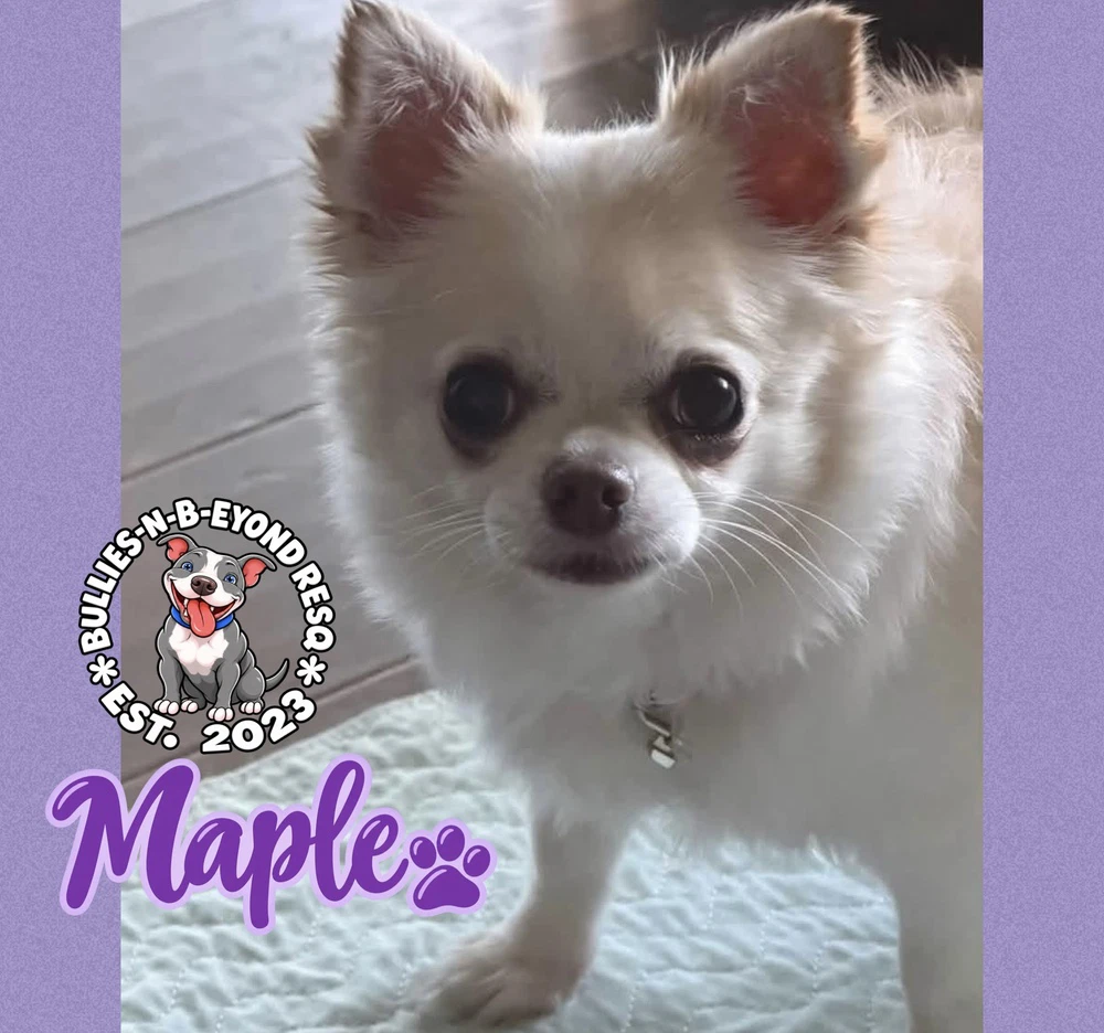 Maple
