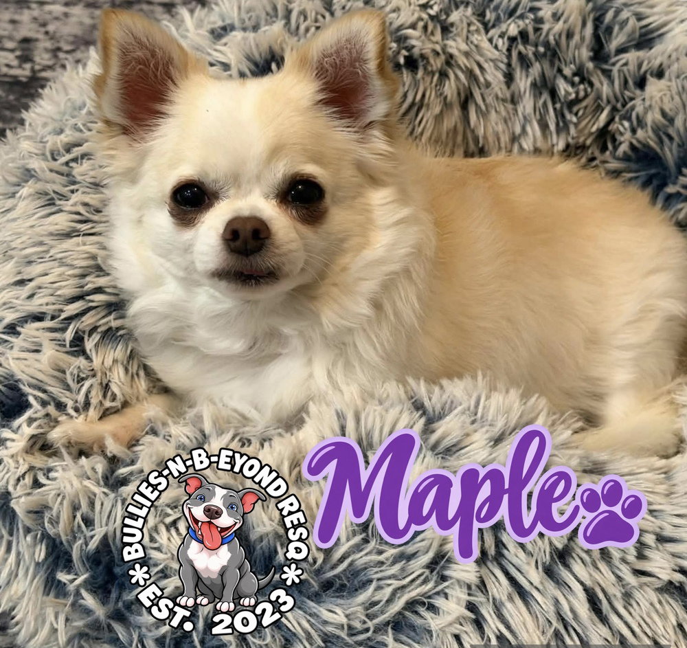 Maple