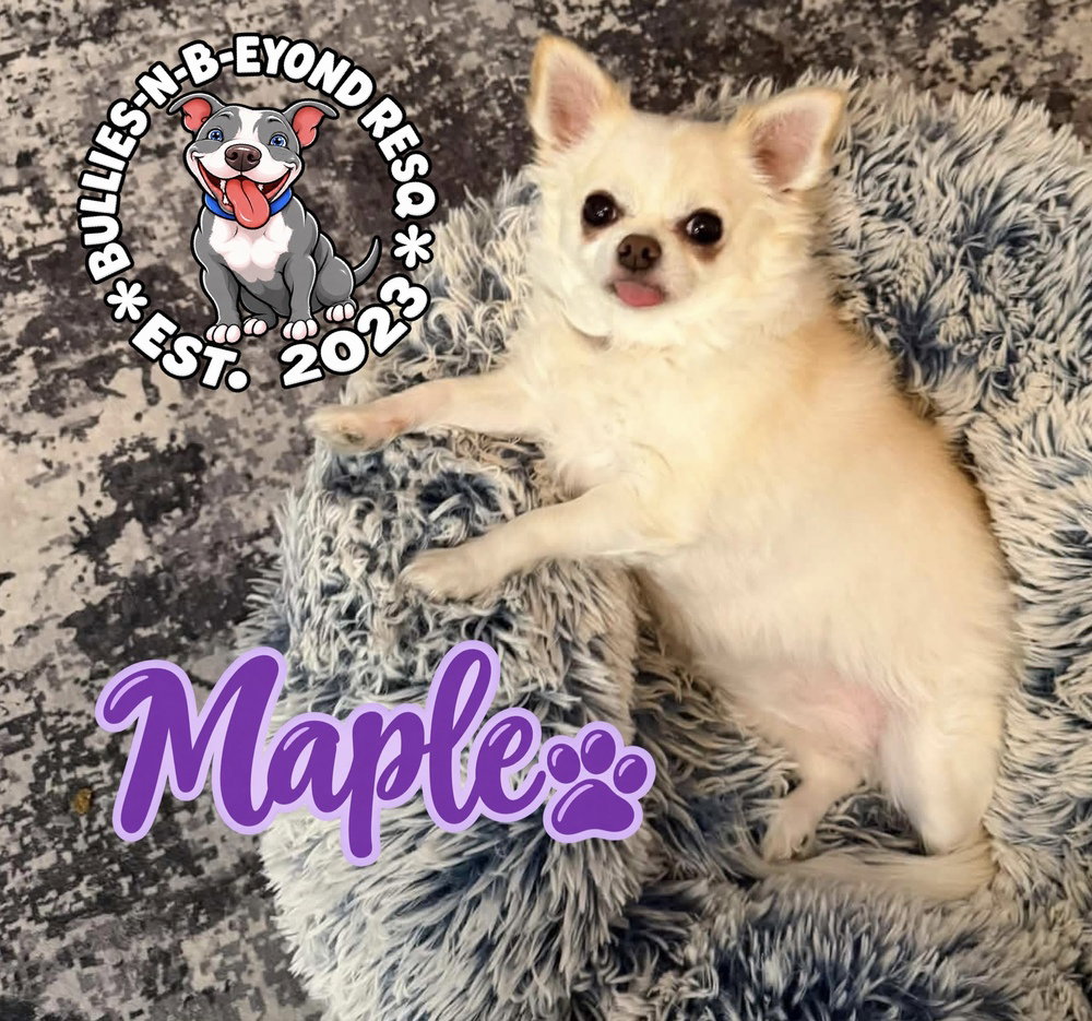 Maple, photo 2