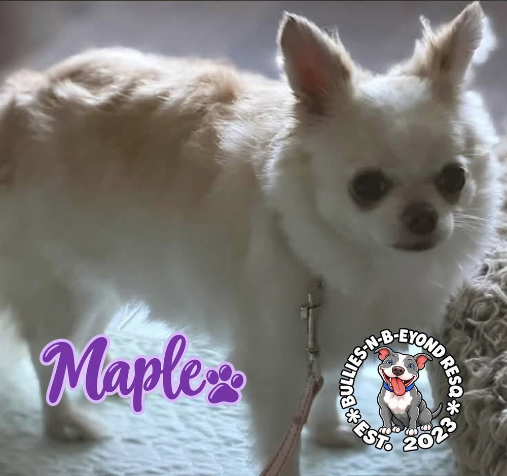Maple, photo 4