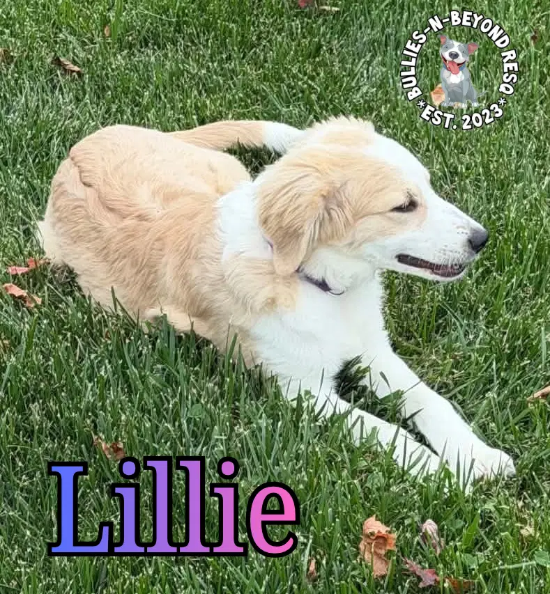 Lillie image 2