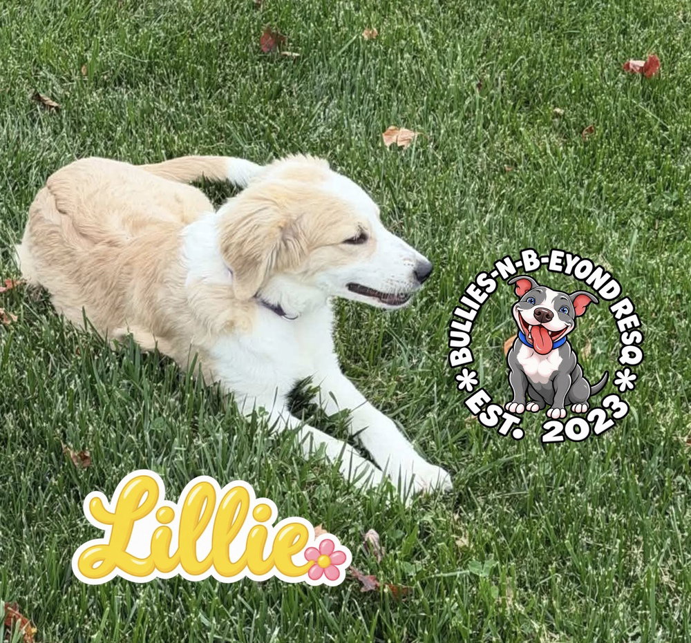 Lillie, photo 2