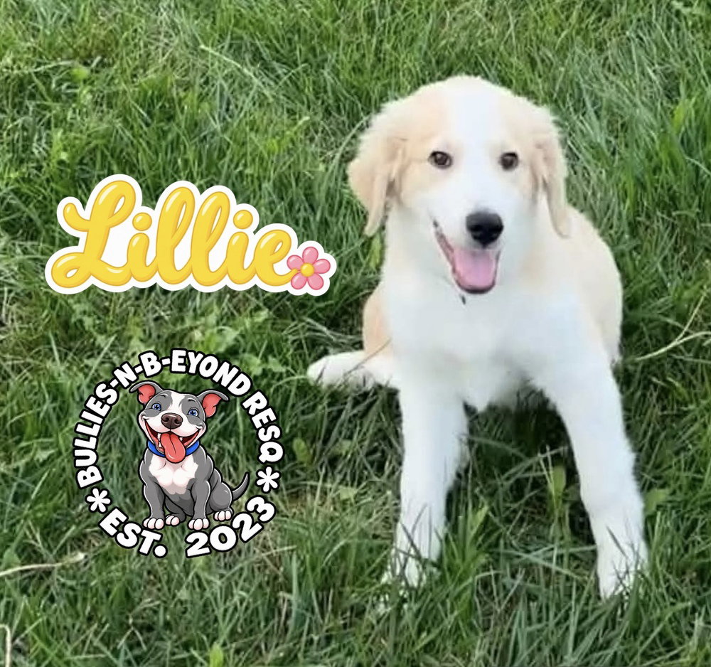 Lillie, photo 3