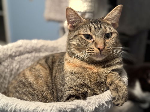 picture of the cat needing adoption
