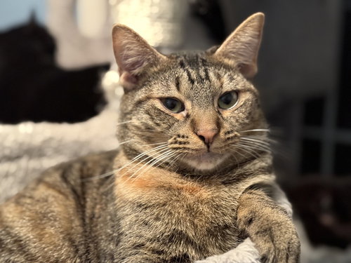 CURTSY - MS - Domestic Short Hair available for adoption