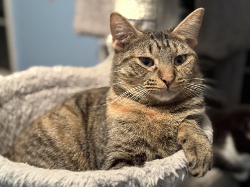 CURTSY - MS - Domestic Short Hair available for adoption