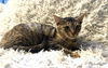 adoptable Cat in Cross Anchor, SC named Curtsy - MS