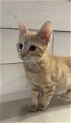 adoptable Cat in , SC named Santee - MS