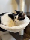 adoptable Cat in cross anchor, SC named Emery - MS