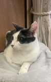 adoptable Cat in Cross Anchor, SC named Emery - MS