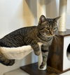 adoptable Cat in Cross Anchor, SC named Louie - MS
