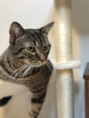 Louie - MS - Photo 2